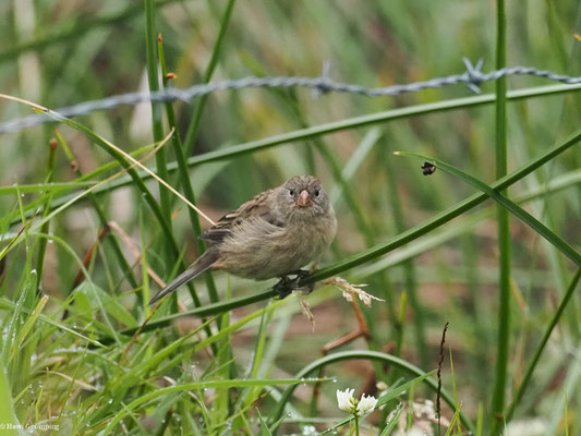 SCHLICHTSAMENFRESSER, PLAIN-COLORED SEEDEATER - CATAMENIA INORNATA
