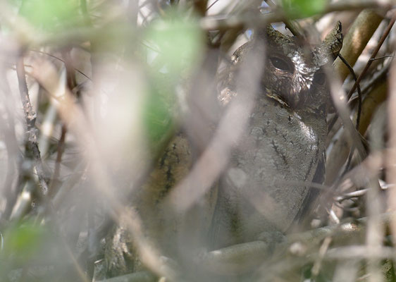 HINDU-ZWERGOHREULE, INDIAN SCOPS OWL, OTUS BAKKAMOENA