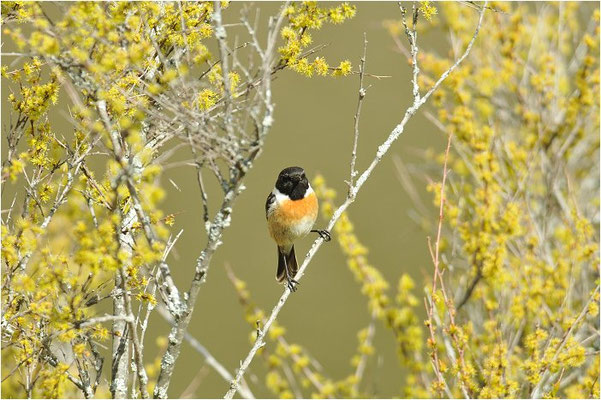 SCHWARZKEHLCHEN, STONECHAT, SAXICOLA TORQUATUS