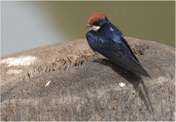 ROTKAPPENSCHWALBE, WIRE-TAILED SWALLOW, HIRUNDO SMITHII