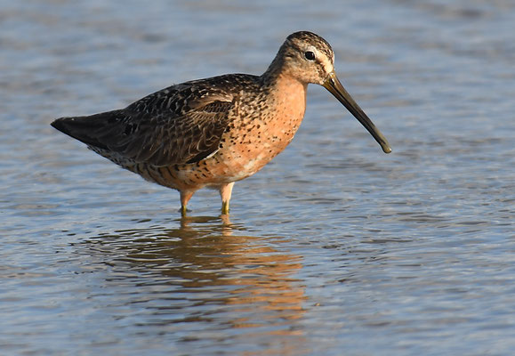KLEINER SCHLAMMLÄUFER, SHORT-BILLED DOWITCHER, LIMNODROMUS GRISEUS 