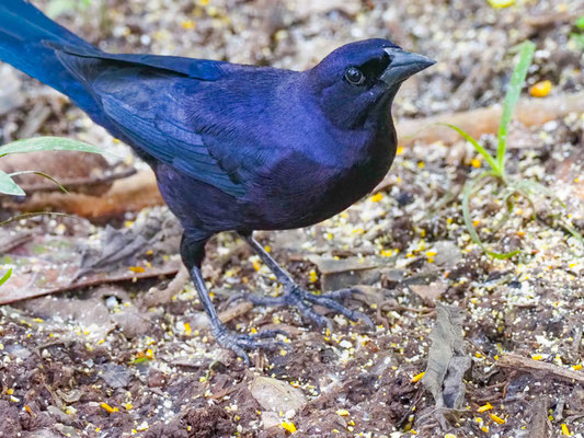 GLANZKUHSTÄRLING, SHINY COWBIRD - MOLOTHRUS BONARIENSIS