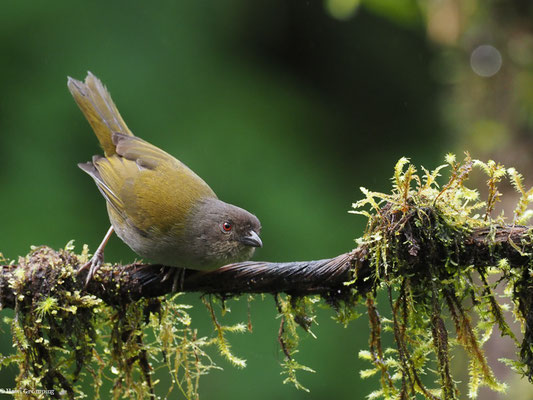 GRAUBRUST-BUSCHTANGARE, DUSKY BUSH TANAGER - CHLOROSPINGUS SEMIFUSCUS