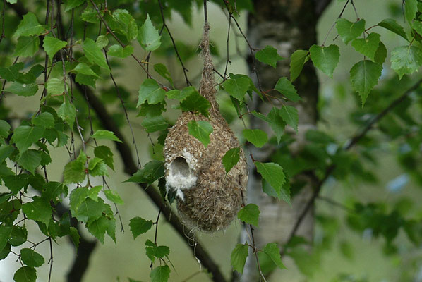 BEUTELMEISE, PENDULINE TIT, REMIZ PENDULINUS
