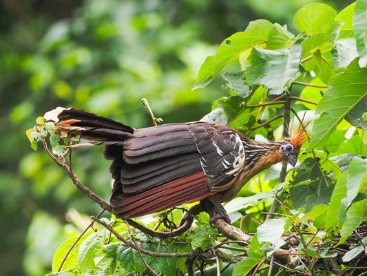 Hoatzin, Hoatzin - Opisthocomus hoazin