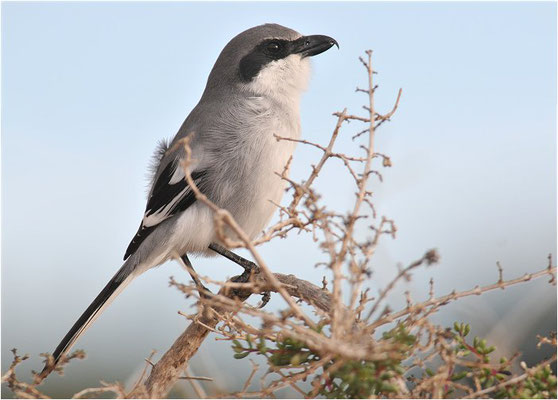 MITTELMEERRAUBWÜRGER, IBERIAN GREY SHRIKE, LANIUS MERIDIONALIS