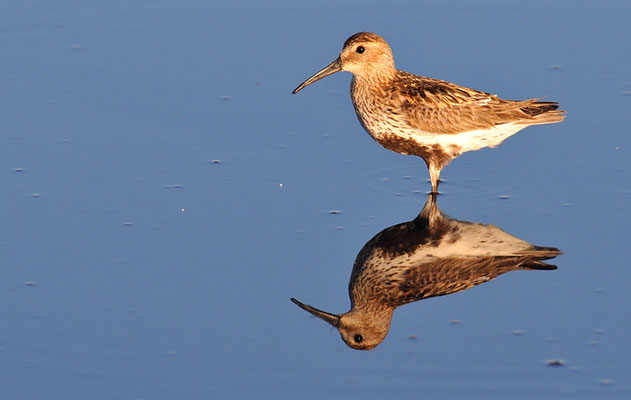 ALPENSTRANDLÄUFER, DUNLIN, CALIDRIS ALPINA