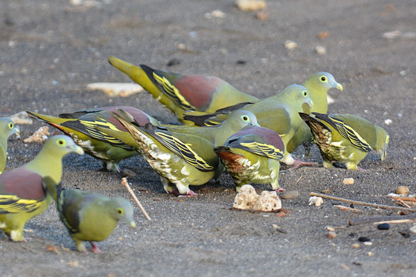 GRAUMASKENTAUBE, GREY-CHEEKED GREEN PIGEON, TRERON GRISEICAUDA