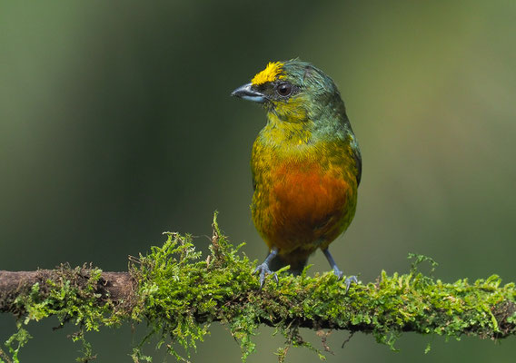 OLIVRÜCKENORGANIST, OLIVE-BACKED EUPHONIA, EUPHONIA GOULDI