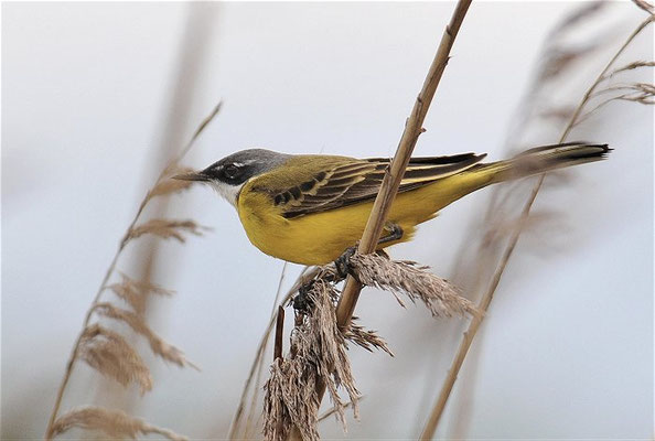 IBERISCHE SCHAFSTELZE, YELLOW WAGTAIL, MOTACILLA IBERIAE