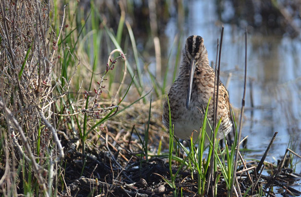 BEKASSINE, COMMON SNIPE, GALLINAGO GALLINAGO