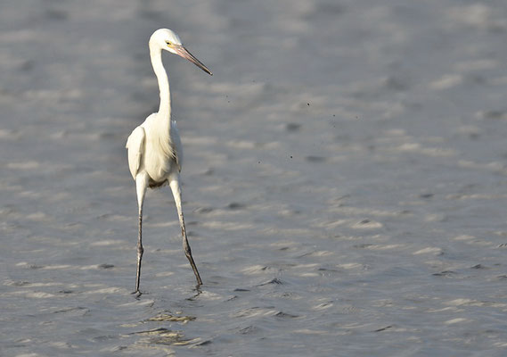 RÖTELREIHER, REDDISH EGRET, EGRETTA RUFESCENS