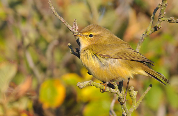 ZILPZALP, CHIFFCHAFF, PHYLLOSCOPUS COLLYBITA