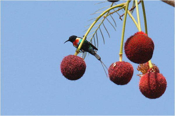 ELFENNEKTARVOGEL, BEAUTIFUL SUNBIRD, NECTARINIA PULCHELLA