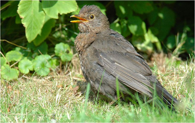 AMSEL, COMMON BLACKBIRD, TURDUS MERULA