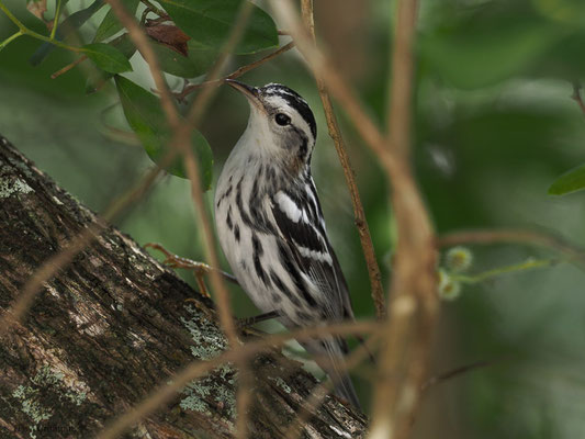 KLETTERWALDSÄNGER, BLACK-AND WHITE WARBLER, MNIOTILTA VARIA