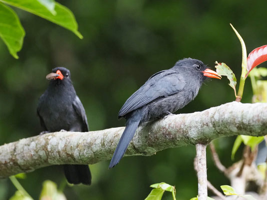 Schwarzstirntrappist, Black-fronted Nunbird - Monasa nigrifrons