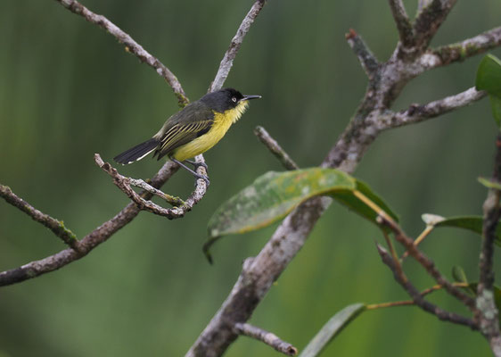 GELBBAUCH-SPATELTYRANN, COMMON TODY-FLYCATCHER, TODIROSTRUM CINEREUM