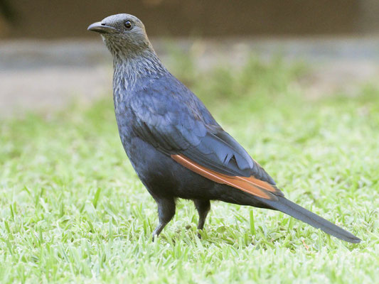 Rotschwingenstar, red-winged starling, onychognathus morio
