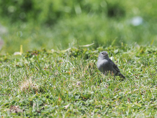 BLEIAMMER-TANGARE, PLUMBEOUS SIERRA-FINCH - PHRYGILUS UNICOLOR