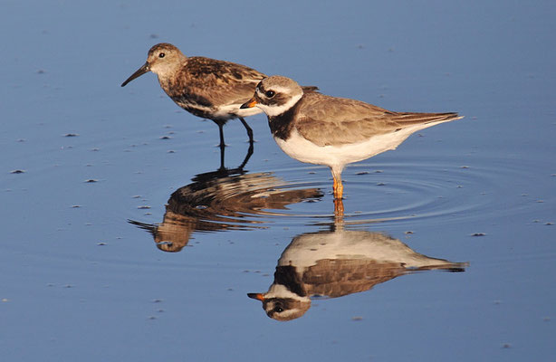 SANDREGENPFEIFER, RINGED PLOVER, CHARADRIUS HIATICULA
