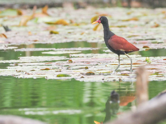 Rotstirn-Blatthühnchen, Wattled Jacana - Jacana jacana