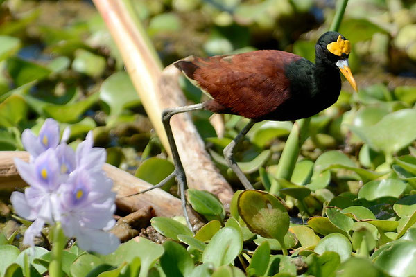 GELBSTIRNBLATTHUHN , NORTHERN JACANA, JACANA SPINOSA