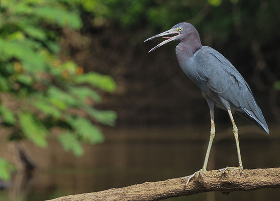 BLAUREIHER, LITTLE BLUE HERON, EGRETTA CAERULEA