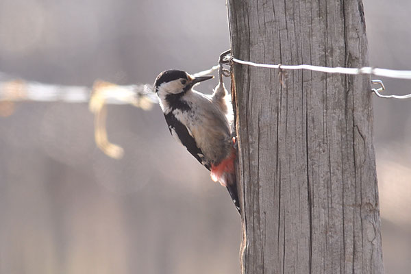 BLUTSPECHT, SYRIAN WOODPECKER, DENDROCOPUS SYRIACUS