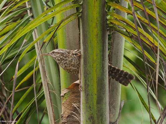 BINDENZAUNKÖNIG, FASCIATED WREN - CAMPYLORHYNCHUS FASCIATUS