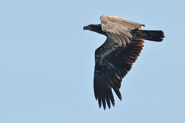 WEISSKOPFSEEADLER, BALD EAGLE,  HALIAEETUS LEUCOCEPHALUS