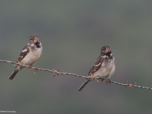 PAPAGEISCHNABELPFÄFFCHEN, PARROT-BILLED SEEDEATER - SPOROPHILA PERUVIANA