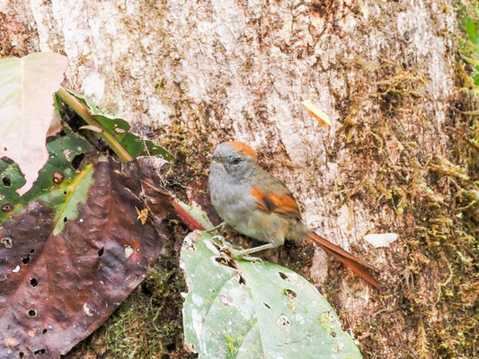 Azaraschlüpfer, Azara´s Spinetail - Synallaxis azarae