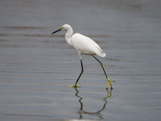 SCHMUCKREIHER, SNOWY EGRET - EGRETTA THULA