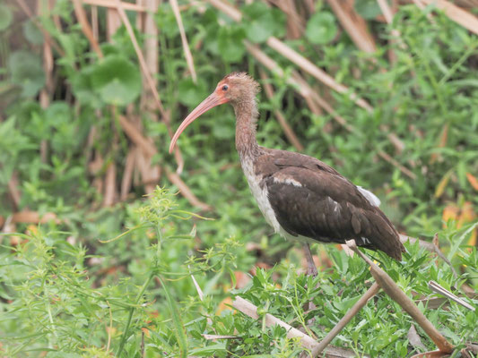 Schneesichler, White Ibis - Eudocimus albus