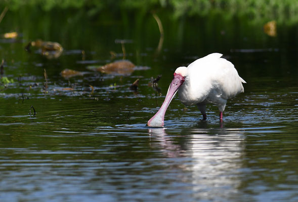 AFRIKANISCHER LÖFFLER, AFRICAN SPOONBILL, PLATALEA ALBA