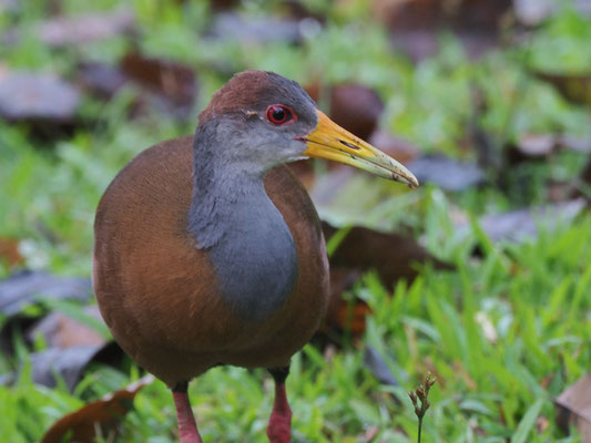 CAYENNERALLE, GRAY-NECKED WOOD-RAIL, ARAMIDES CAJANEA