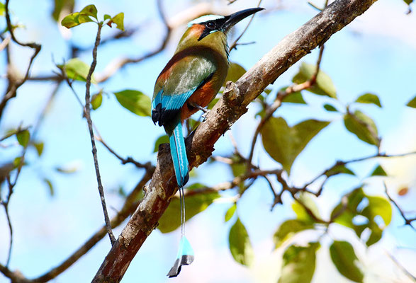 TÜRKISBRAUENMOTMOT, TURQUOISE-BROWED MOTMOT, EUMOMATA SUPERCILIOSA