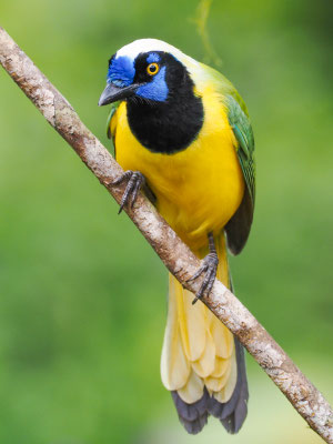 GRÜNHÄHER, GREEN JAY - CYANOCORAX YNCAS