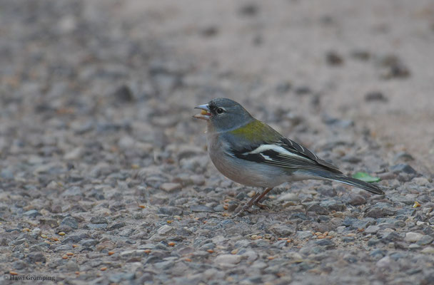AFRIKANISCHER BUCHFINK, AFRICAN CHAFFINCH, FRINGILLA COELEBS AFRICANA