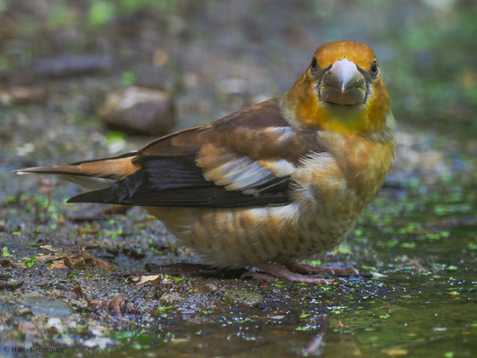 KERNBEISSER, HAWFINCH, COCCOTHRAUSTES  COCCOTHRAUSTES
