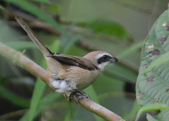 BRAUNWÜRGER, BROWN SHRIKE, LANIUS CRISTATUS 
