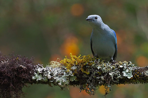 BLAUTANGARE (BISCHOFSTANGARE), BLUE-GRAY TANAGER, THRAUPIS EPISCOPUS