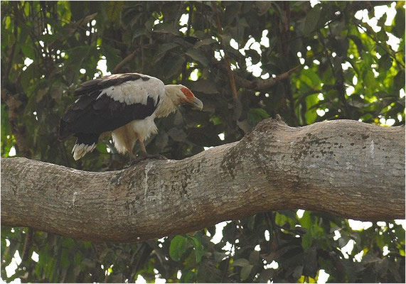 PALMGEIER, PALM-NUT VULTURE, GYPOHIERAX ANGOLENSIS