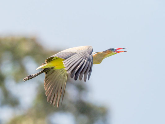 Pfeifreiher, Whistling Heron - Syrigma sibilatrix