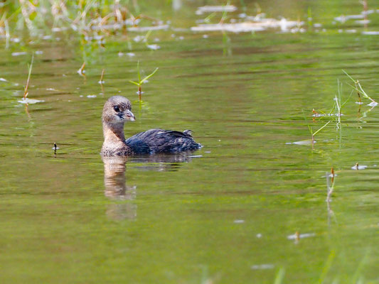 Bindentaucher, Pied-billed Grebe - Podilymbus podiceps