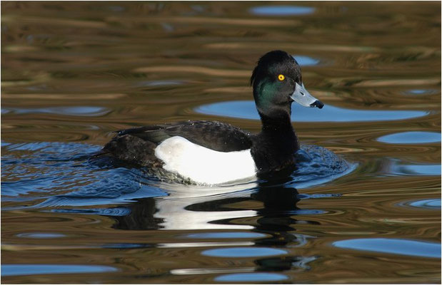 REIHERENTE, TUFTED DUCK, AYTHYA FULIGULA