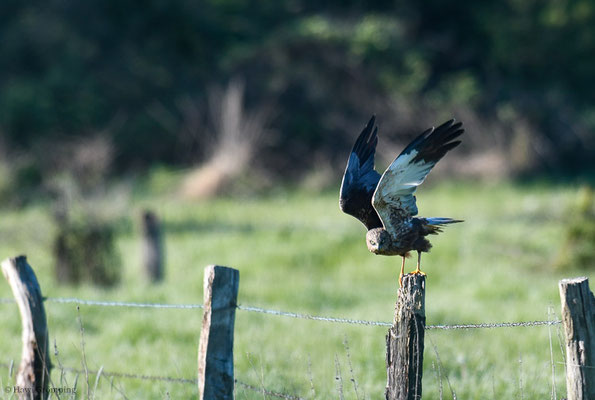 ROHRWEIHE, MARSH HARRIER, CIRCUS AERUGINOSUS