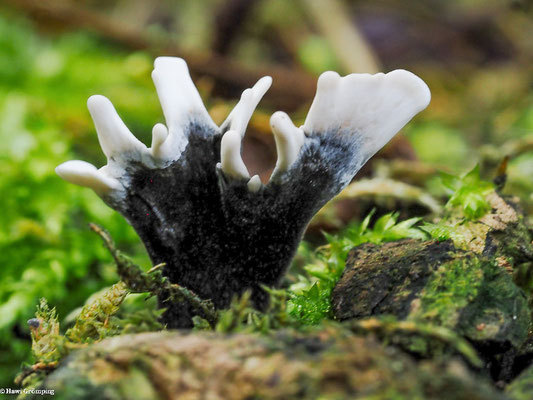 Geweihförmige Holzkeule - Xylaria hypoxylon