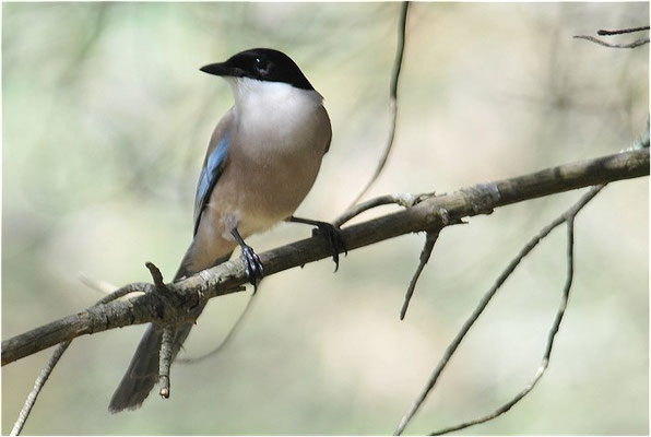 BLAUELSTER, AZURE-WINGED MAGPIE 